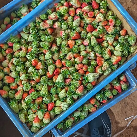 昆明蒙特瑞草莓 万亩草莓批发基地