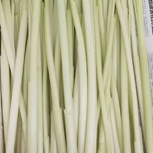 滕州市微山湖野生蒲菜