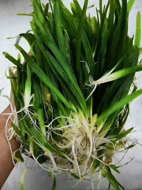 安新县苦草  枯草