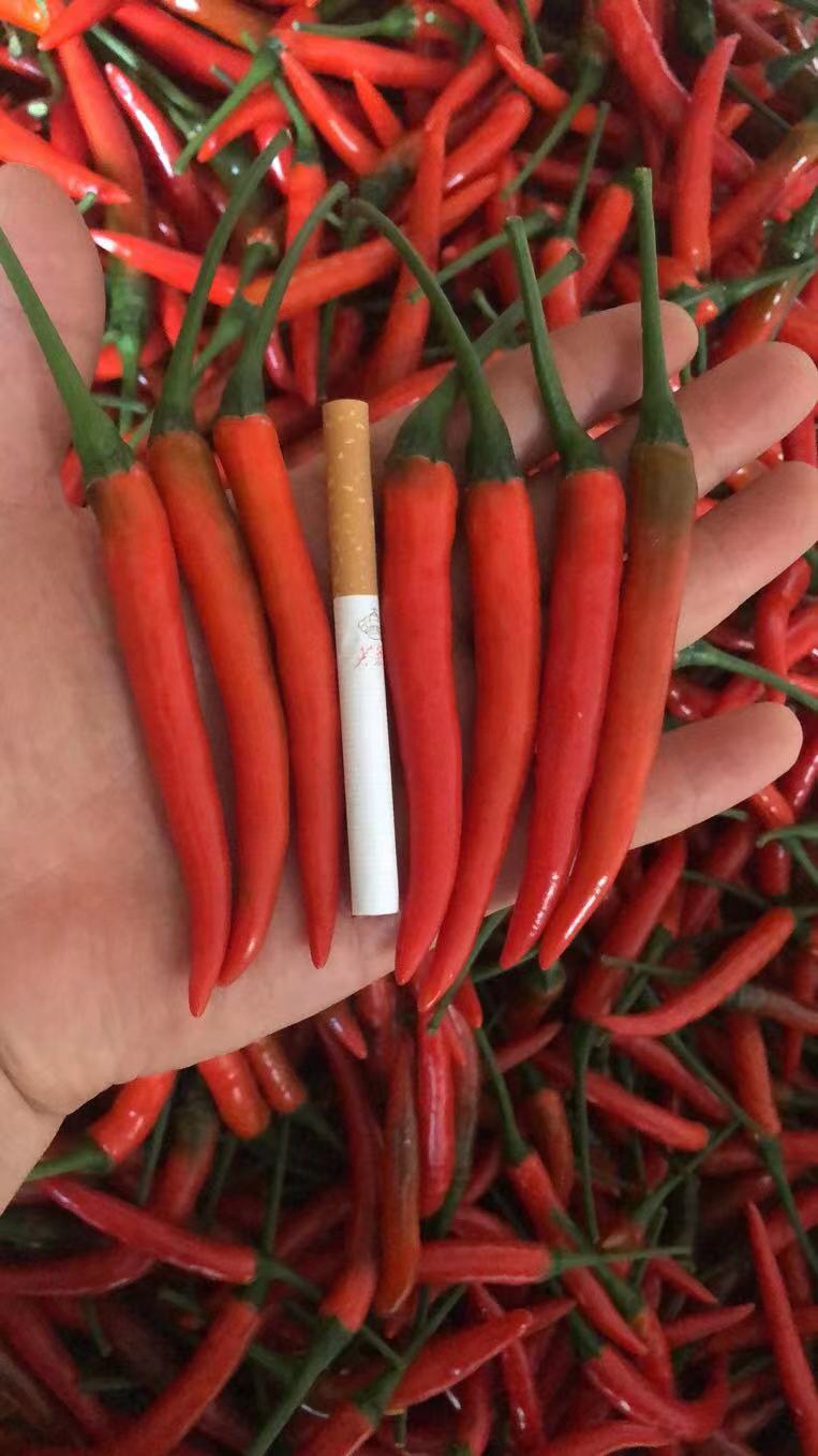 小米椒，有货，小红米椒批发一件代发