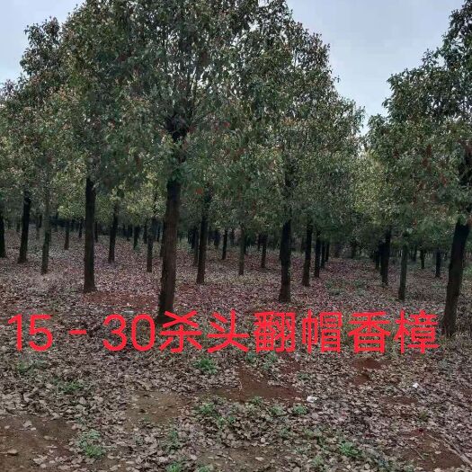 咸宁 15－30杀头翻帽香樟大量有售