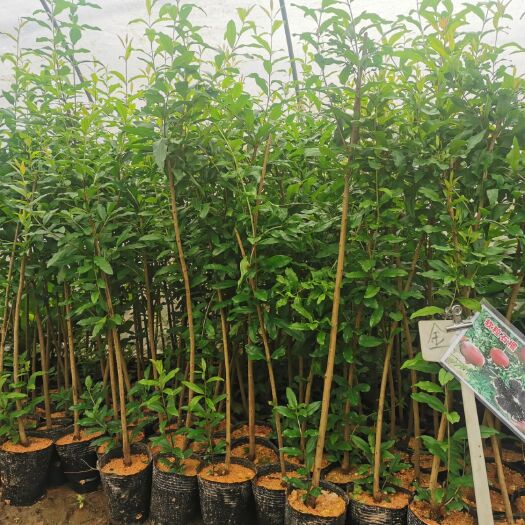 灵山县突尼斯软籽石榴树苗  无籽石榴苗当年结果阳台庭院果树苗南北方种植