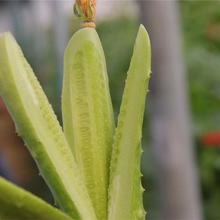 山东海阳牛奶白玉黄瓜