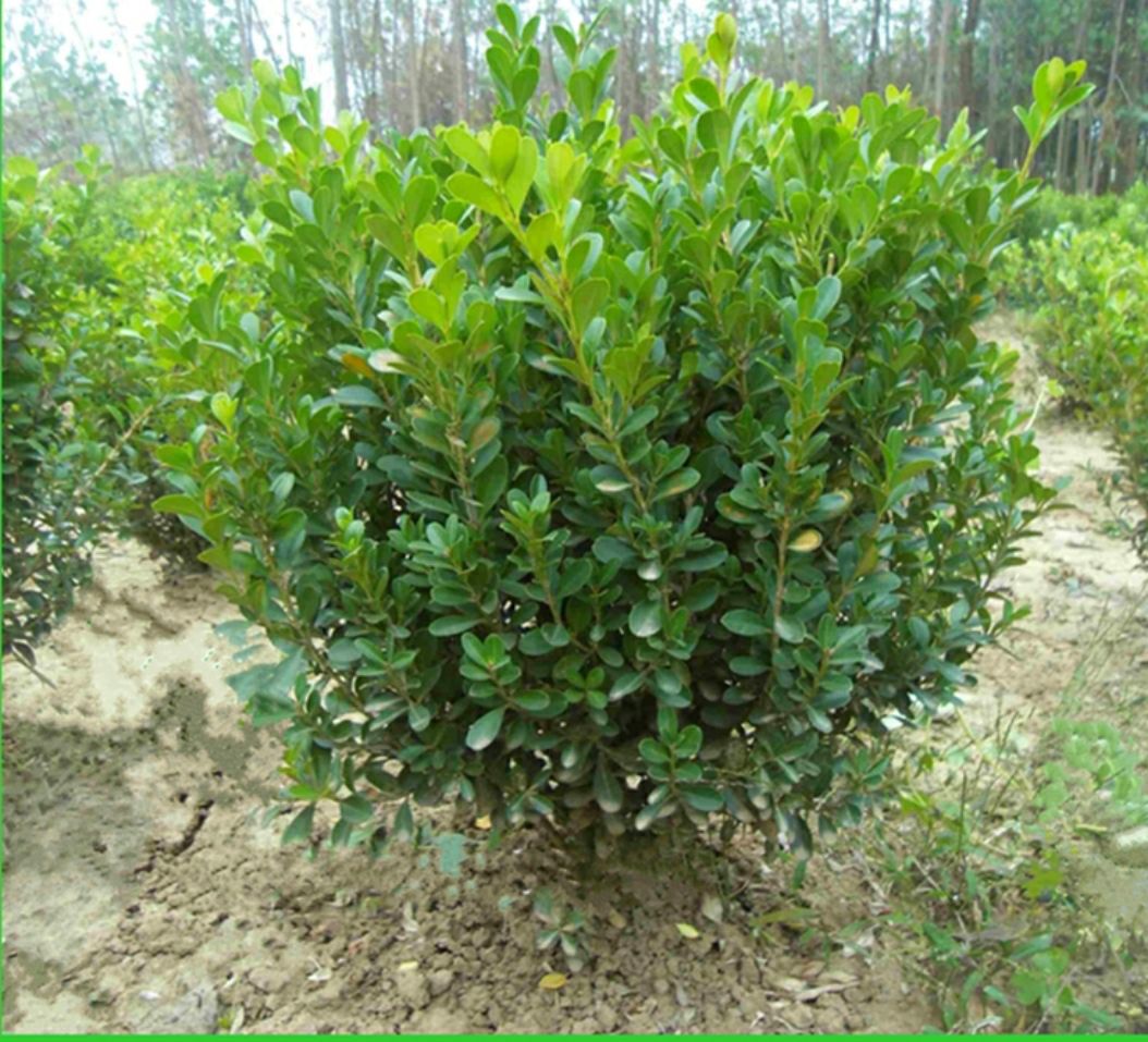 小叶黄杨球，80-1.1米，精品旱地货，价格100-140