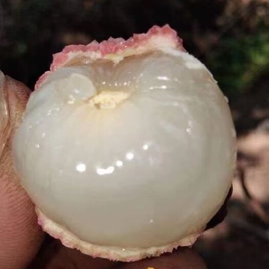 河口县三月红荔枝  越南北江荔枝整车出售