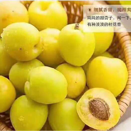 沂水县珍珠油杏  油杏20万斤预售