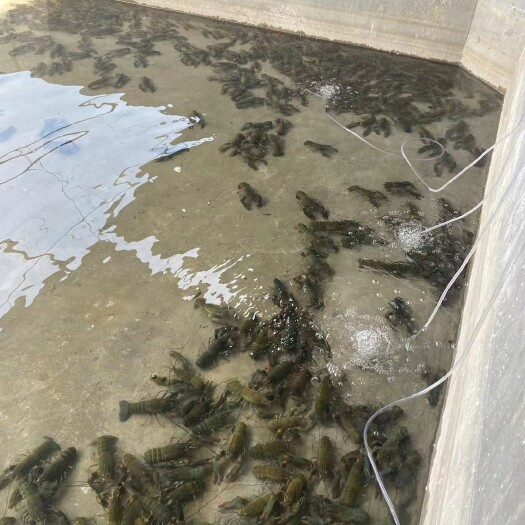 漳浦县中国龙虾 澳洲蓝龙虾苗