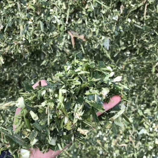 玉米青贮  青储甜象草