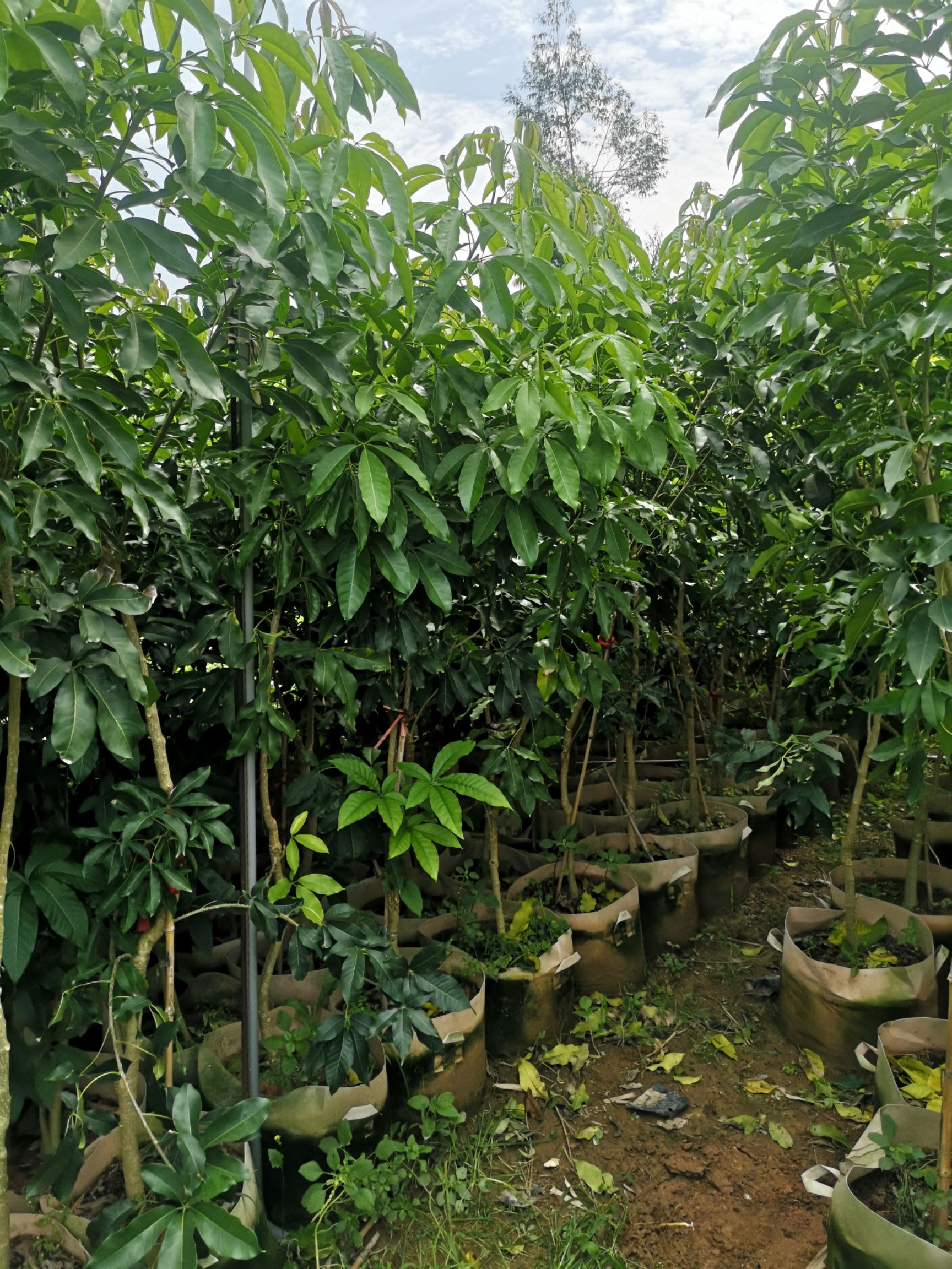 白柿苗  冰激凌果 福建种植基地 一个果实200元