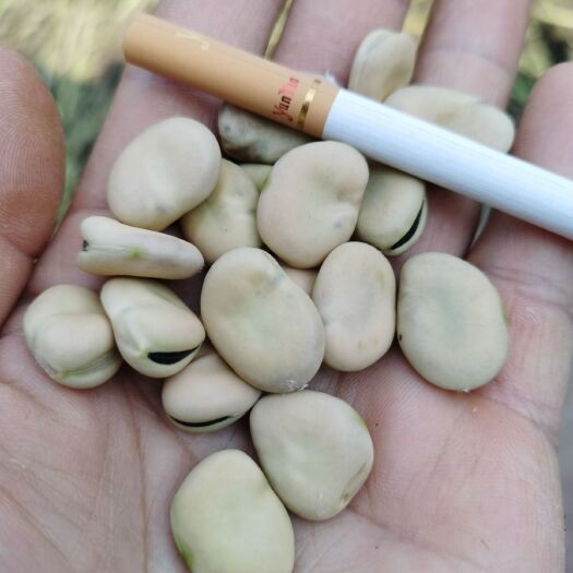 楚雄市蚕豆  干蚕豆，可做炒货、蚕豆种子，大量批发