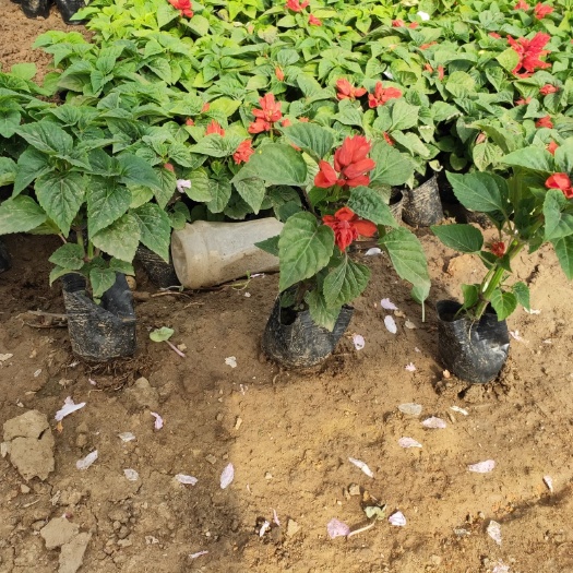 青州市 一串红 一串红草花 青州草花基地直销一串红