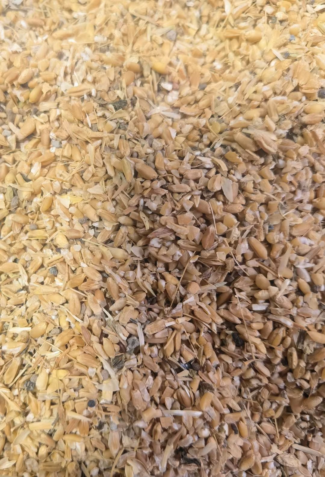 碎麦  常年供应碎小麦，碎玉米，价格便宜，养殖业