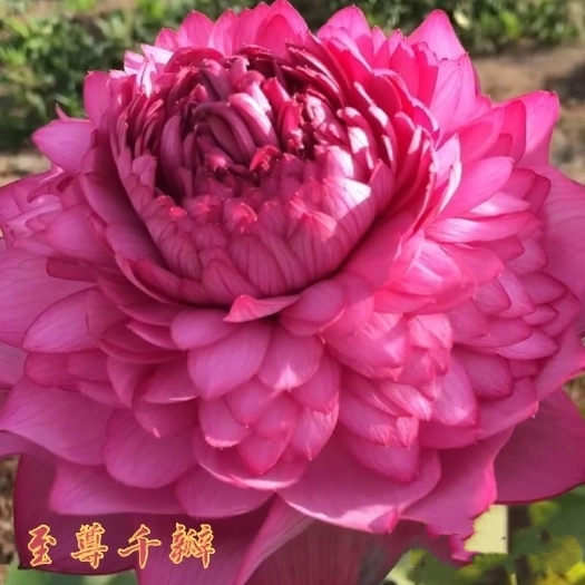 灌云县荷花盆栽  精品单瓣荷花苗 重瓣荷花苗  盆载荷花苗  池塘