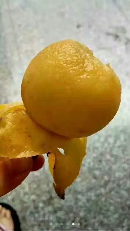 苏州苏州西山青种枇杷
