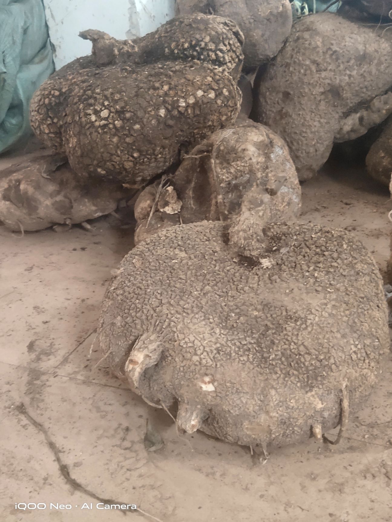 蛇莲  大货鲜货好货，大量现货，品相好。