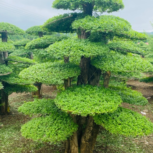 京山市对节白蜡新式造型，蚊香造型