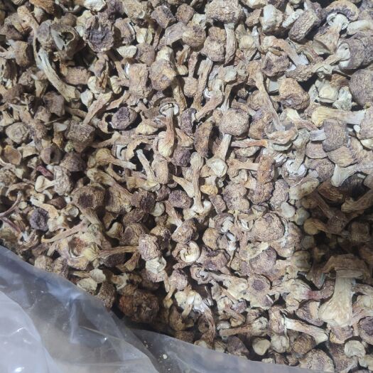 贵阳 精选姬松茸精品中菇，发货地贵州贵阳，现货4吨，欢迎咨询
