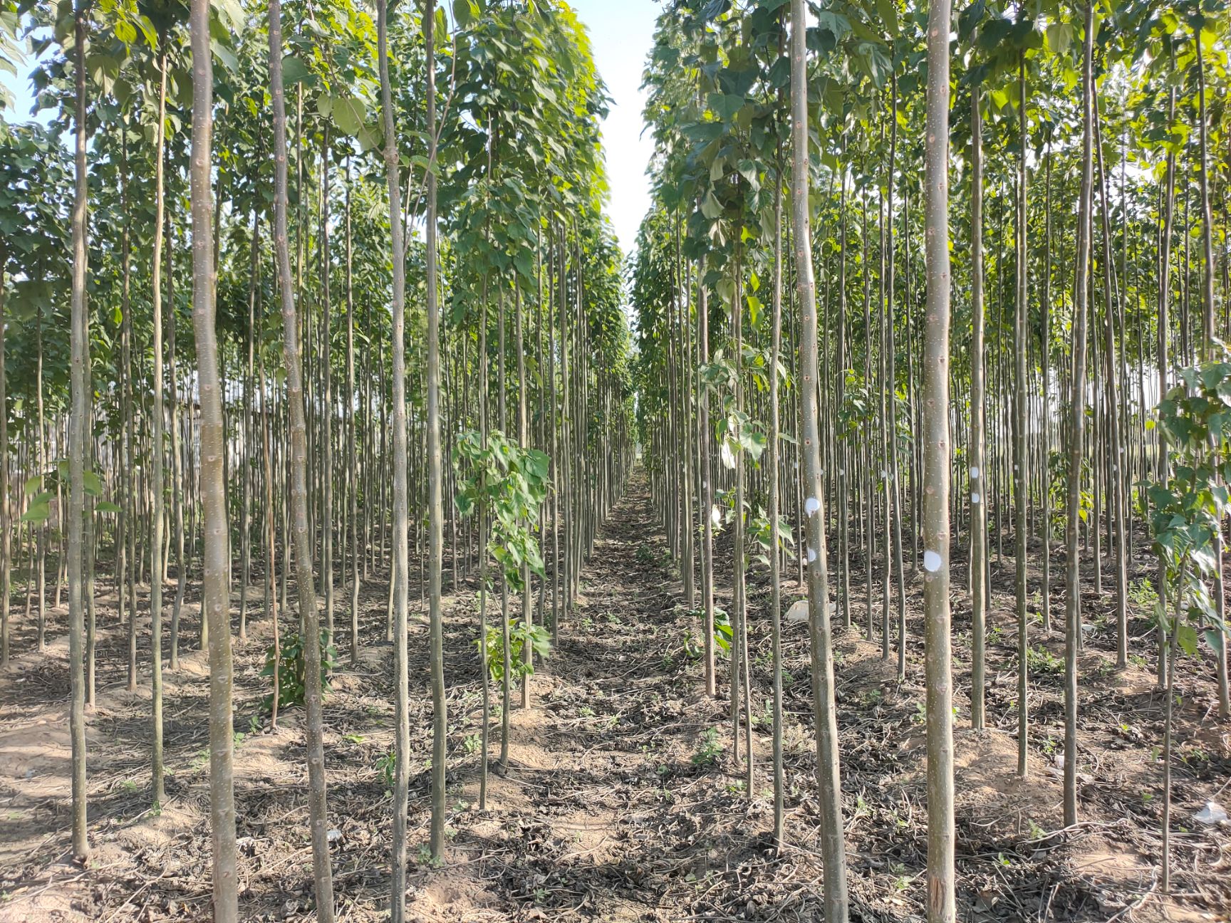 河南楸 本人种植二十亩楸树！两年苗！诚心寻找全国经销商与我合作！