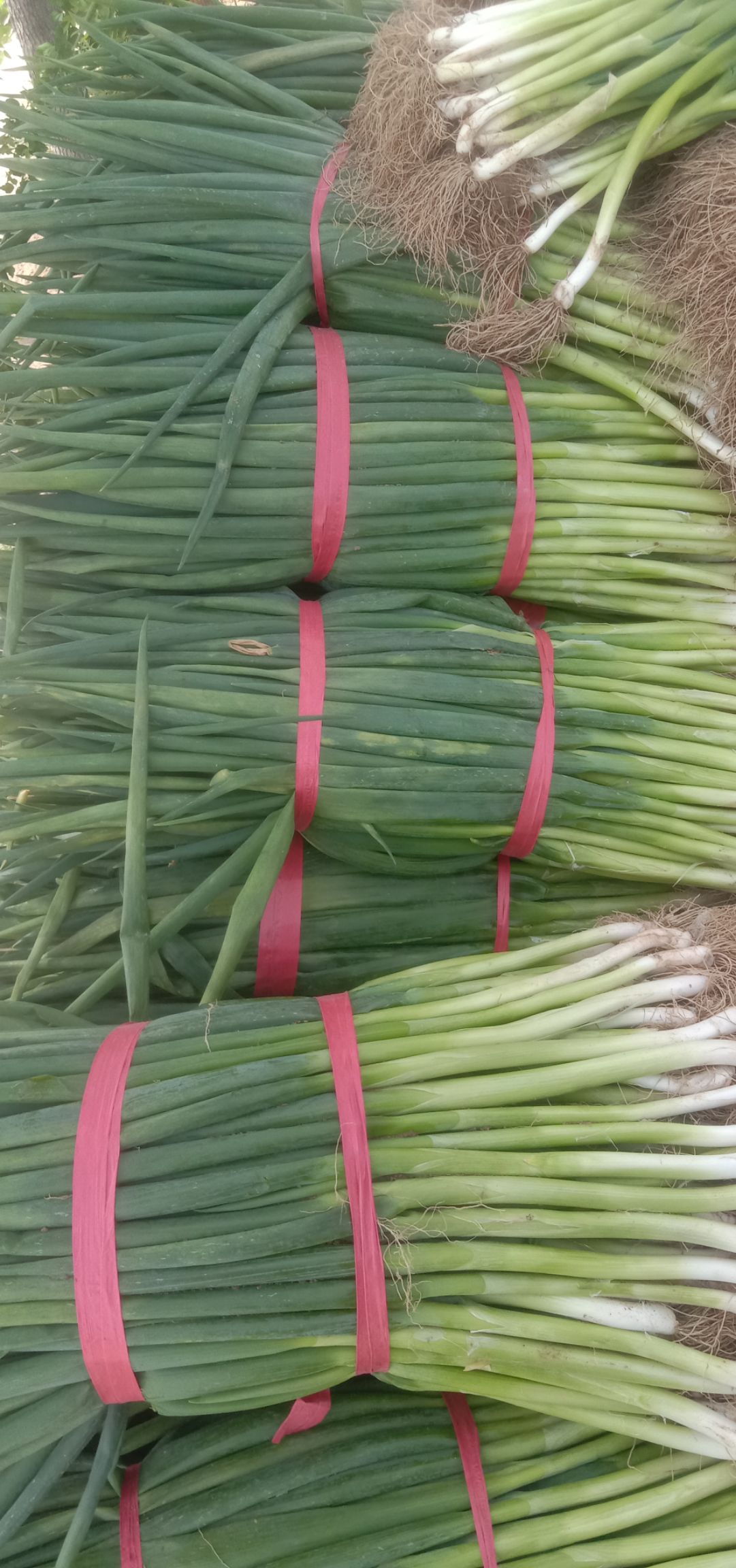 长白大葱 新大葱