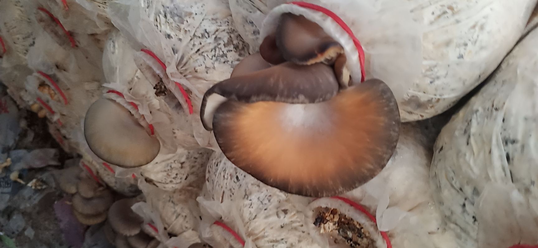 菇誉1+2》平菇、双孢菇黄斑病、木耳流耳
