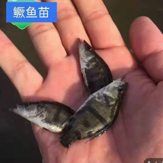 淮安桂鱼苗  黄颡鱼苗
