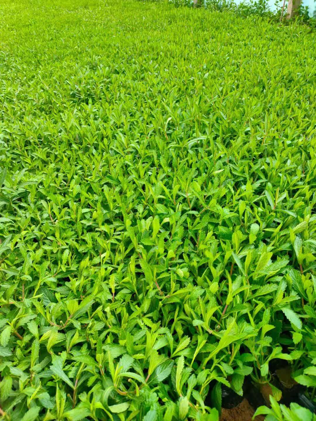 马鞭草种苗 马鞭草 柳叶马鞭草基地批发 马鞭草行情