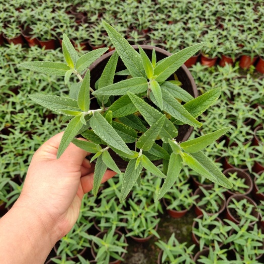 成都 墨西哥鼠尾草