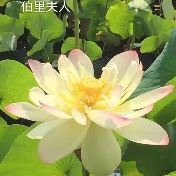 荷花盆栽  精品单瓣荷花苗 重瓣荷花苗  盆载荷花苗  池塘