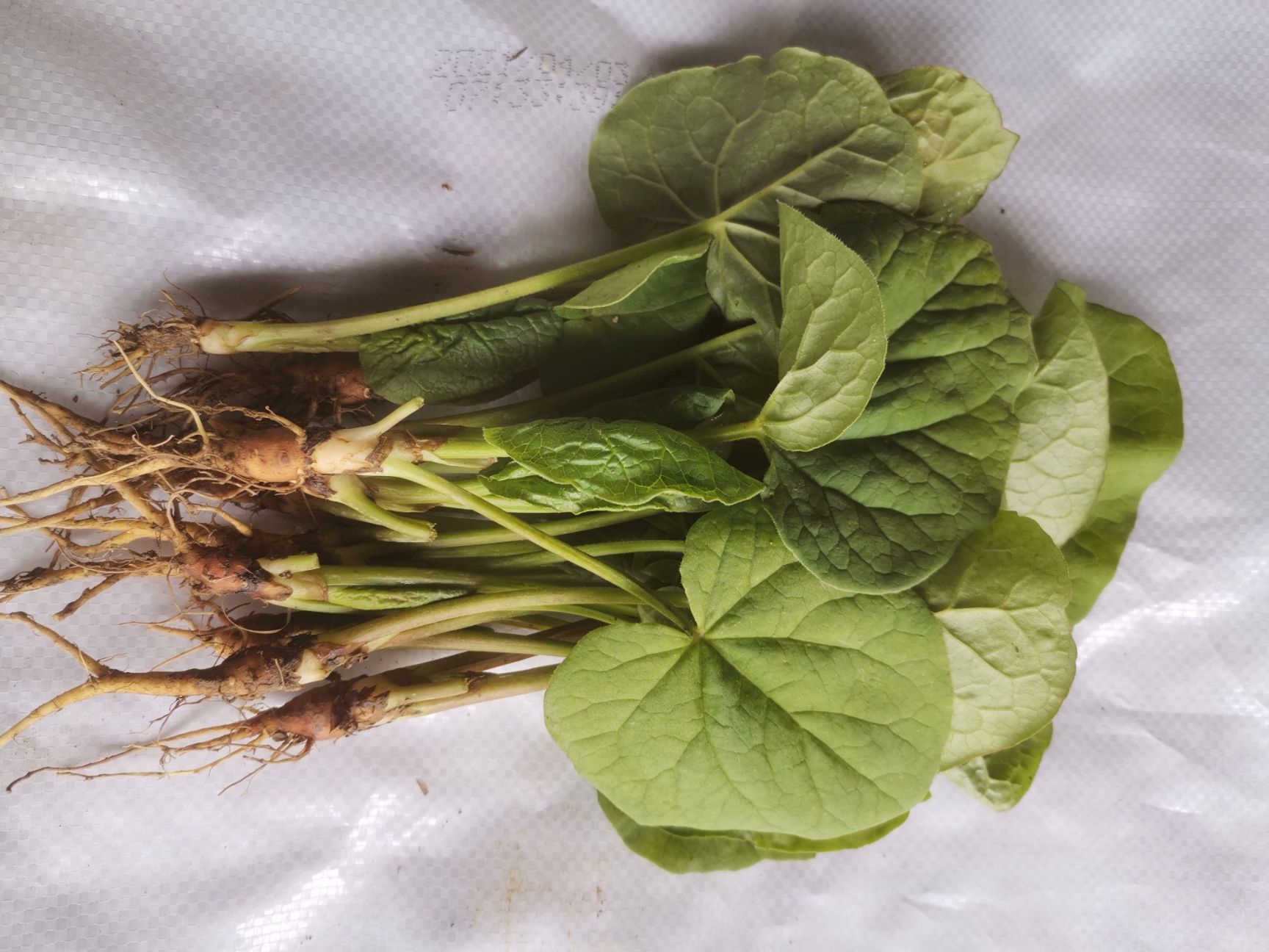 南大黄  大黄苗