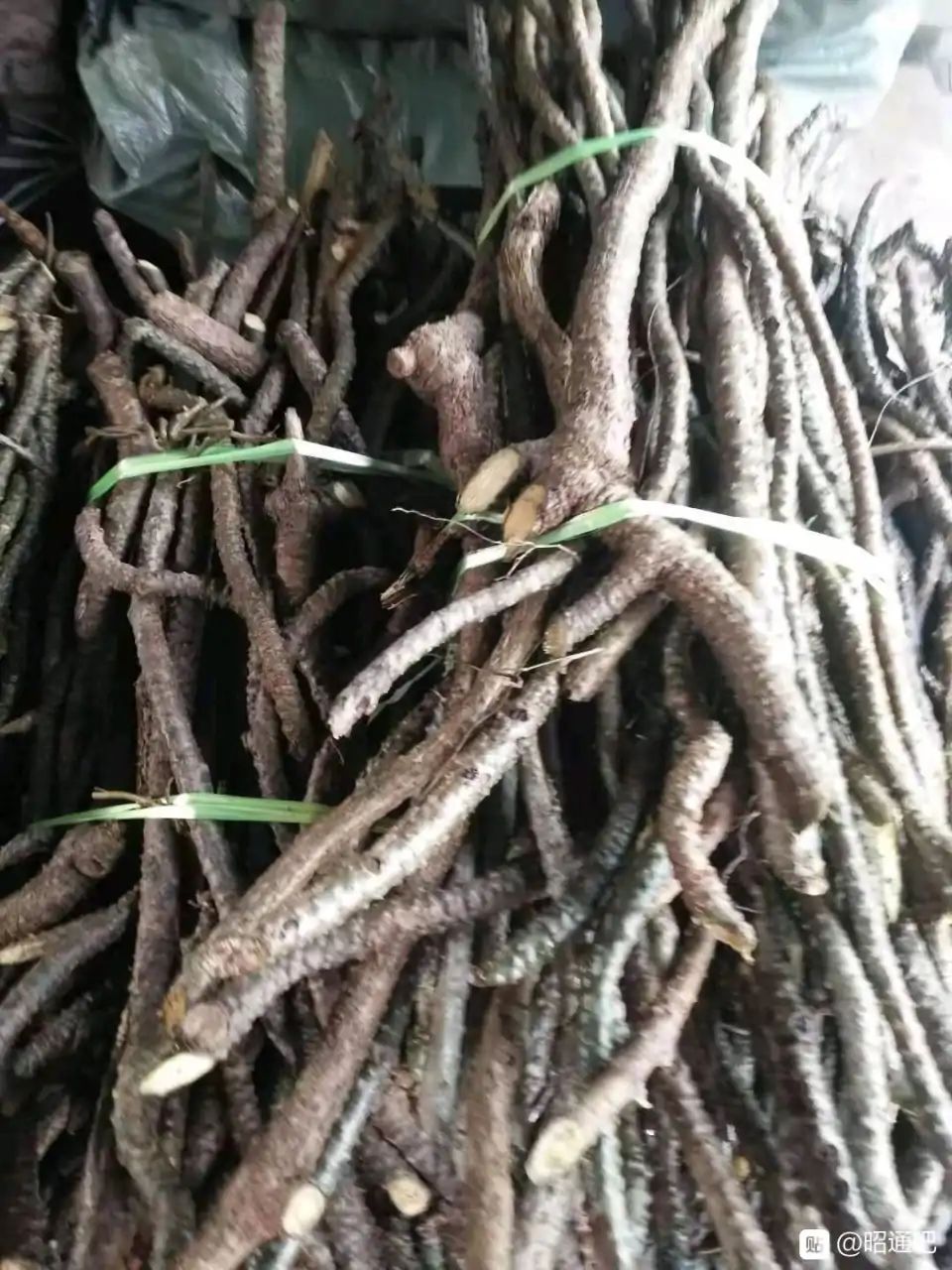 黑血藤 黑苦藤黑苦藤，又大又老，鲜货