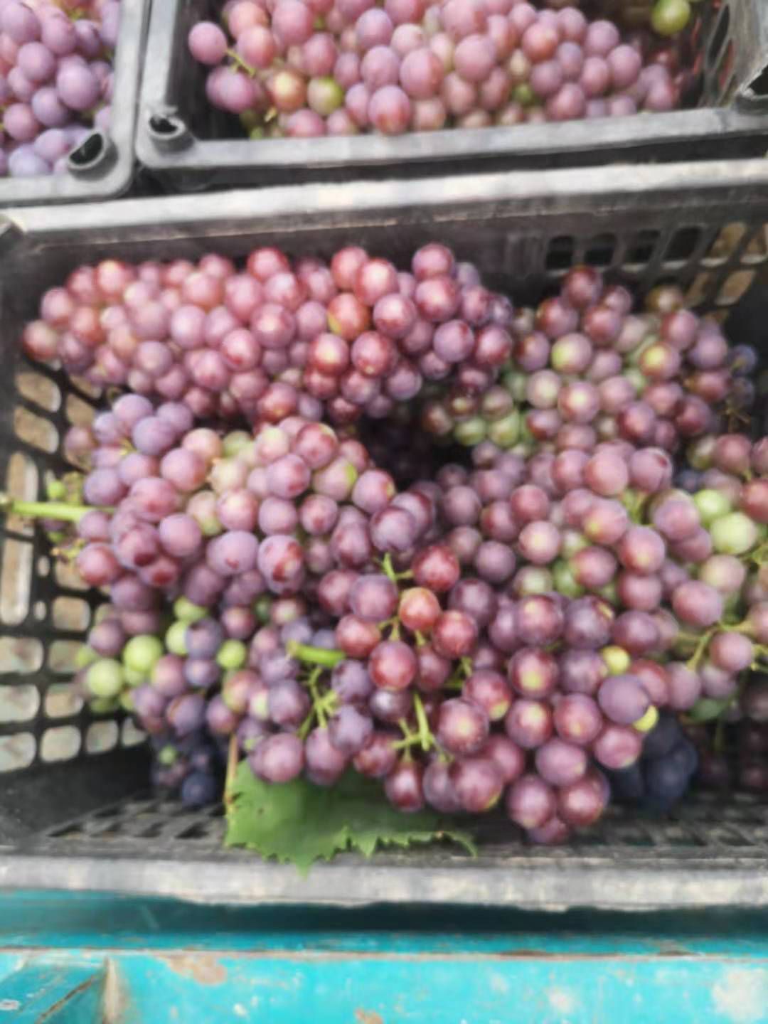 酿酒葡萄，果酱葡萄
