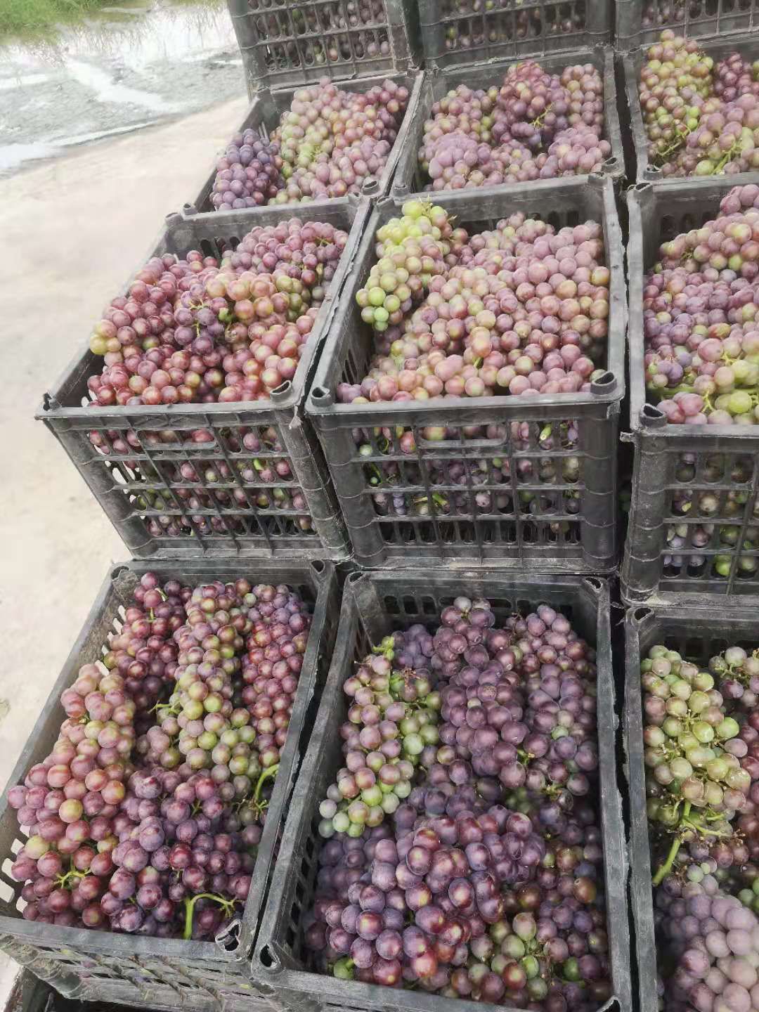 酿酒葡萄，果酱葡萄