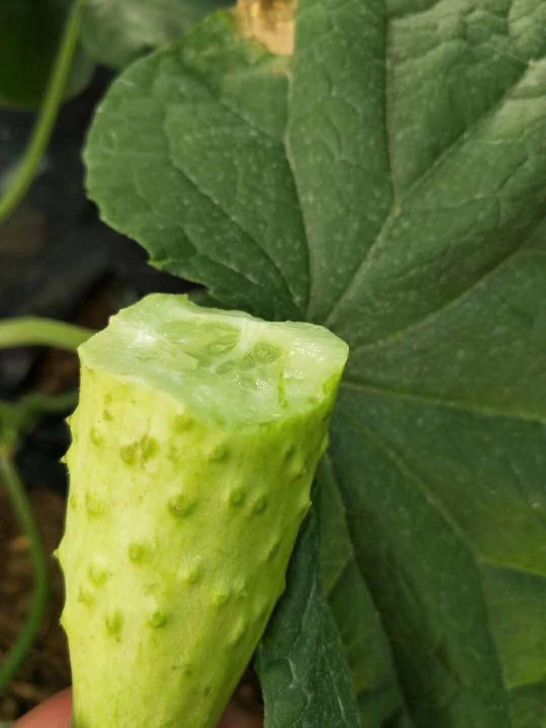 山东海阳牛奶白玉黄瓜