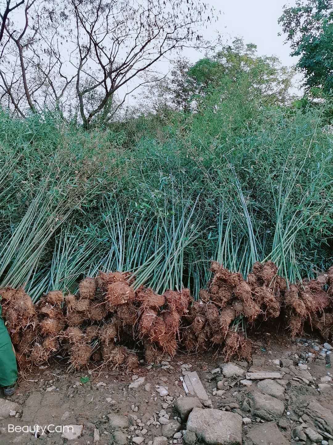 刚竹 精品工程绿化竹苗小青竹1公分