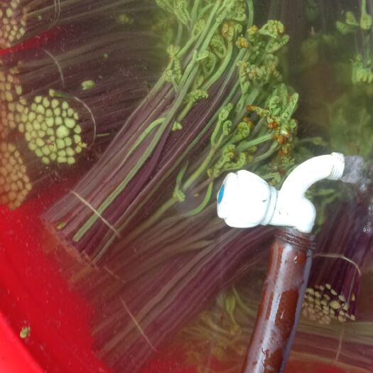 六盘水蕨菜，杀青盐渍蕨菜，可快递看样品，
