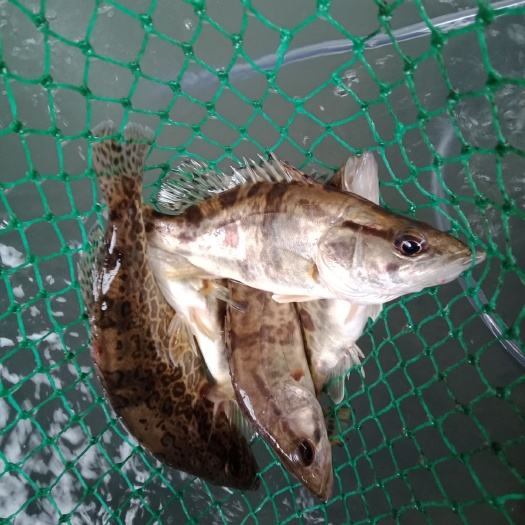 大眼鳜 原生厥鱼