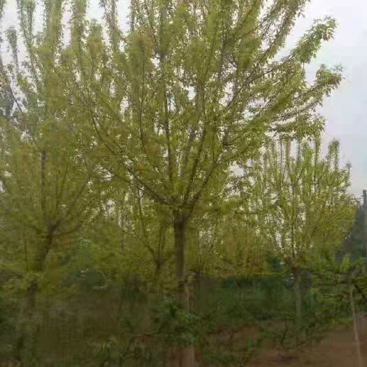 砀山县金叶复叶槭