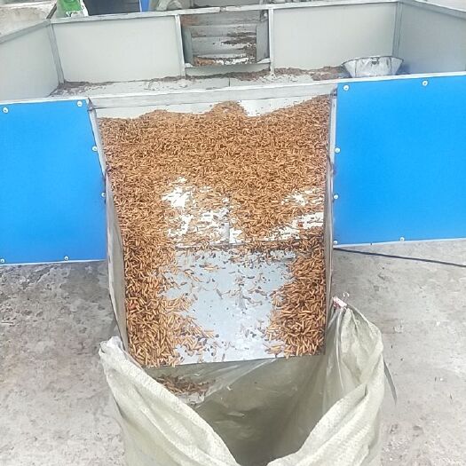 南京 微波烘干黑水虻虫干