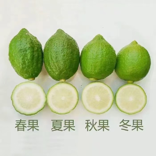 兴业县香水柠檬苗 高杆香水柠檬树棒棒糖树形，带果哦