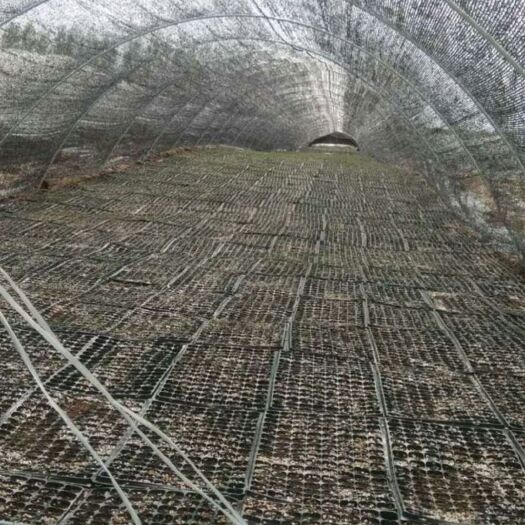 郑州大棚骨架  现货遮阳棚拱棚玻纤杆 爬藤类作物定植杆，规格7m