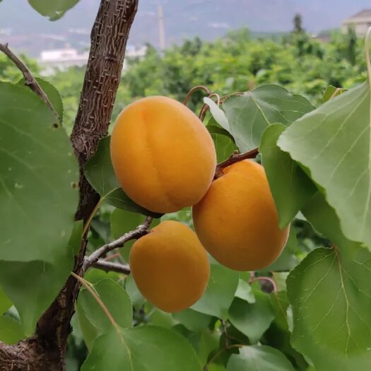 汉源县丰园红杏 杏子（金太阳）