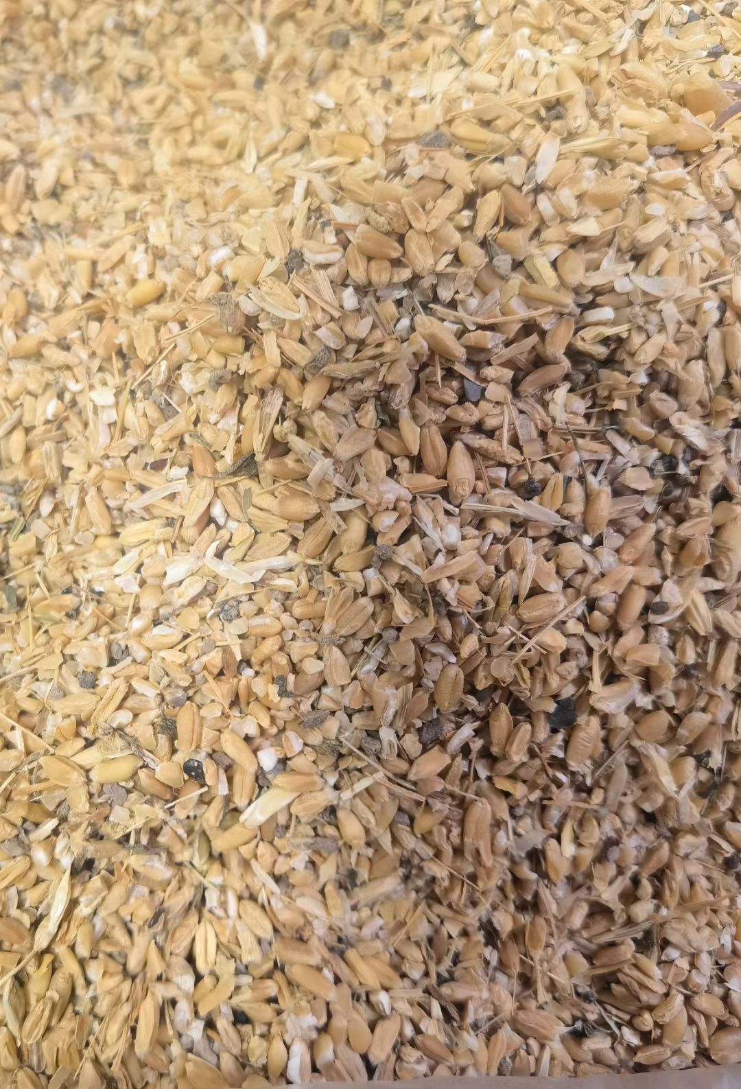 碎麦  常年供应碎小麦，碎玉米，价格便宜，养殖业