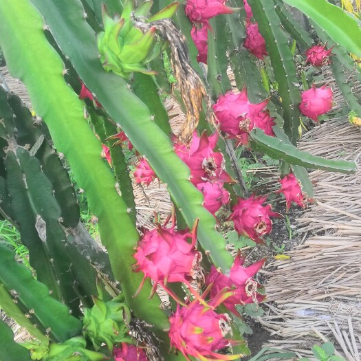 平阳县 红心火龙果苗