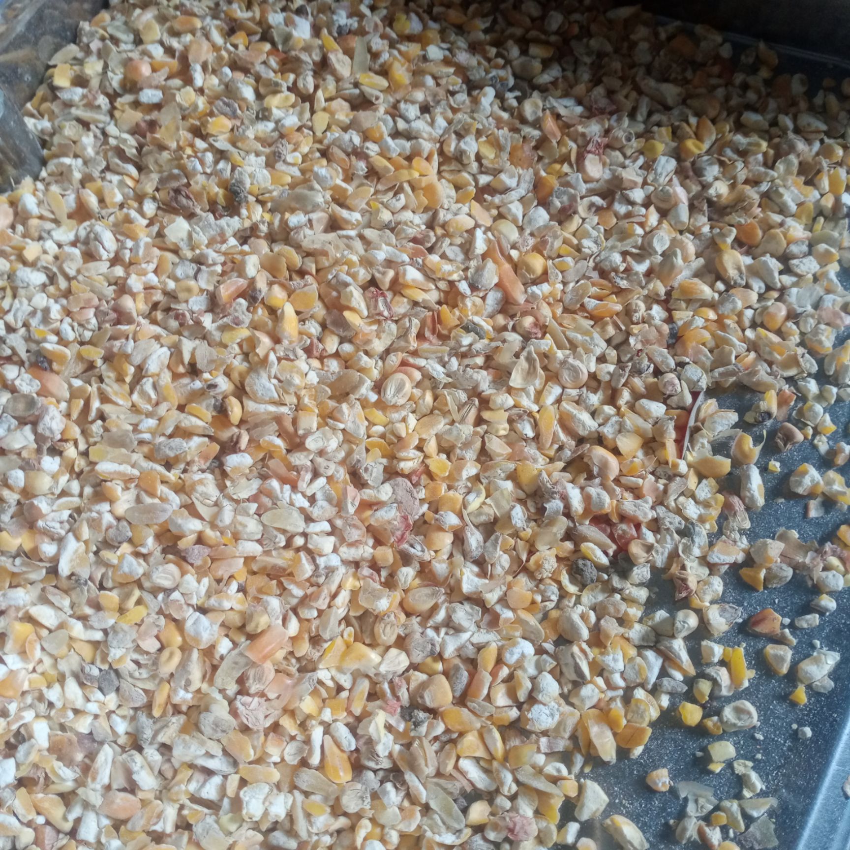 干玉米  广东玉米漏，玉米碎，碎玉米，养殖饲料，饲料原料，玉