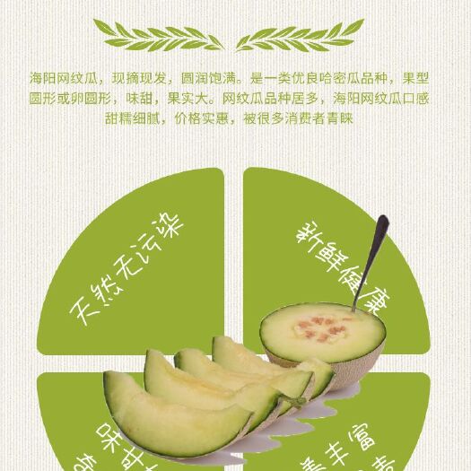 海阳市网纹瓜 山东海阳水果特产网文瓜一件代发5斤包邮