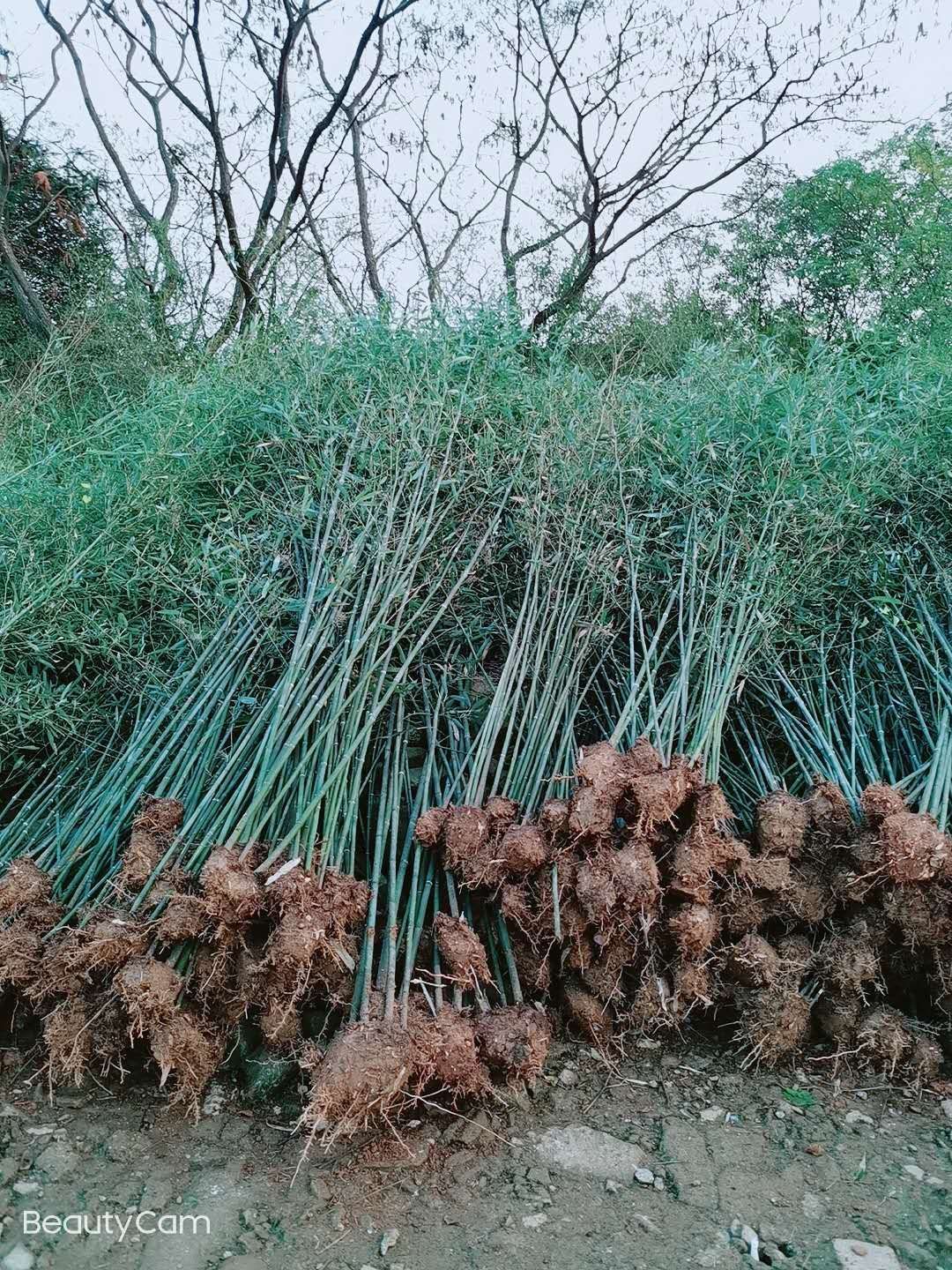 刚竹 精品工程绿化竹苗小青竹1公分