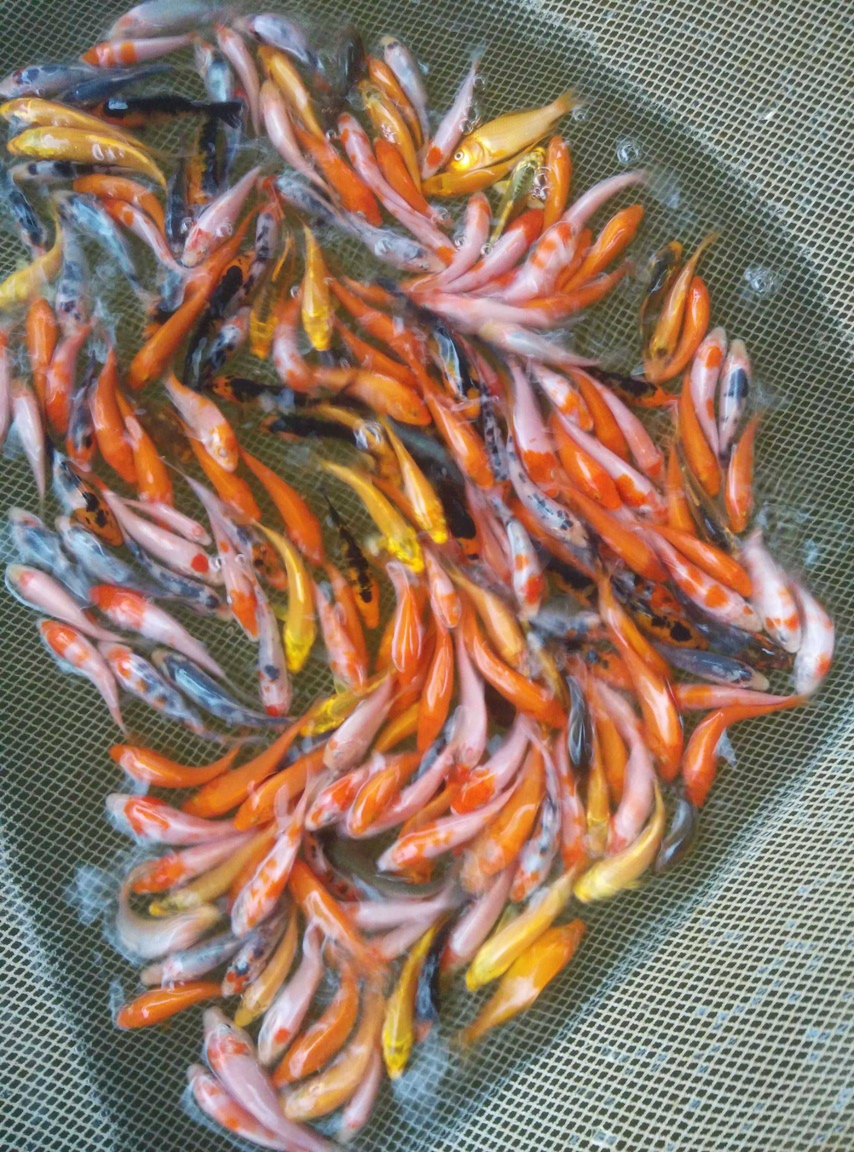 草鱼，鲤鱼，北京鱼苗批发，观赏鱼苗，垂钓鱼