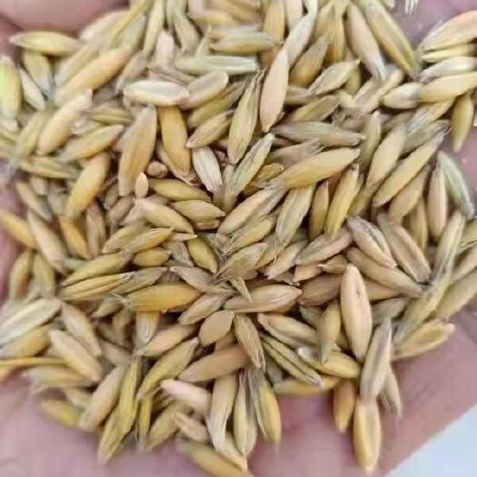 牙克石市 燕麦商品  颗粒饱满  价格便宜