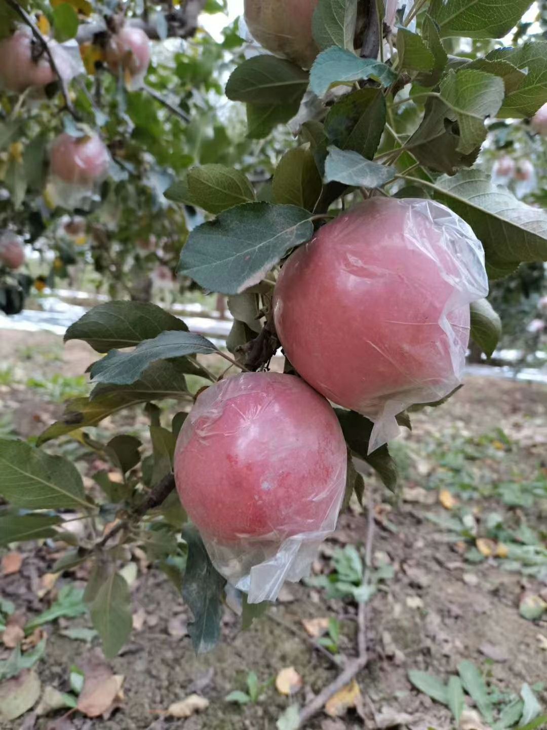 红富士苹果(纸袋,膜袋)寻客源