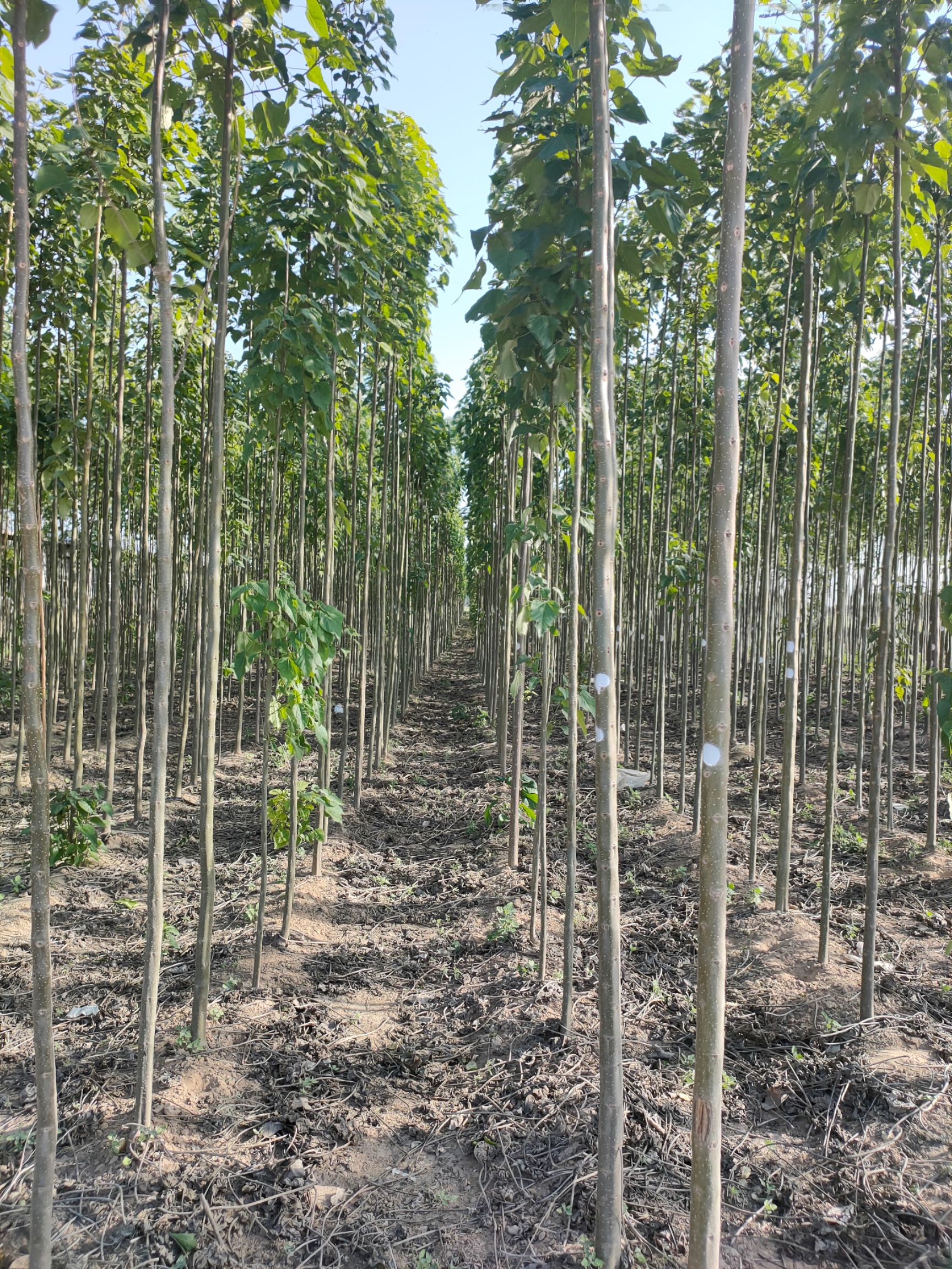 河南楸  本人种植二十亩楸树，望各位合作商看见能与我联系！诚心与您合作